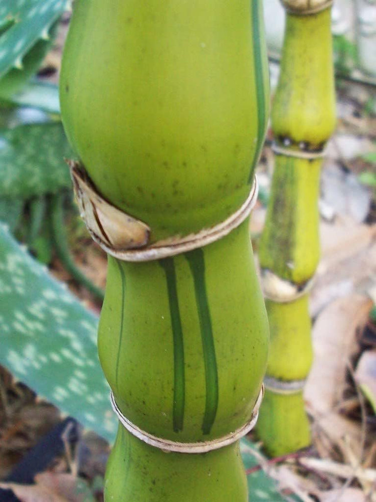 Striped Dwarf Buddha Belly Bamboo | Live Plants | Bambusa Vulgaris Wamin Striata | Rare Non-Invasive Clumping