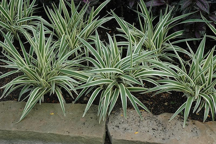 Flax Lily Dianella | Extra Large Gallon Plants | Dianella tasmanica | Hardy Perennial | Shade Tolerant