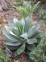 Agave Blue Flame | Extra Large 3 Gallon Plants | Agave 'Blue Flame' | Architectural Foliage | Drought Tolerant Succulent