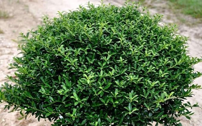 Soft Touch Compact Japanese Holly I Live Quart Size Plants | Dense, Evergreen Shrub Ideal for Low Borders and Decorative Landscaping