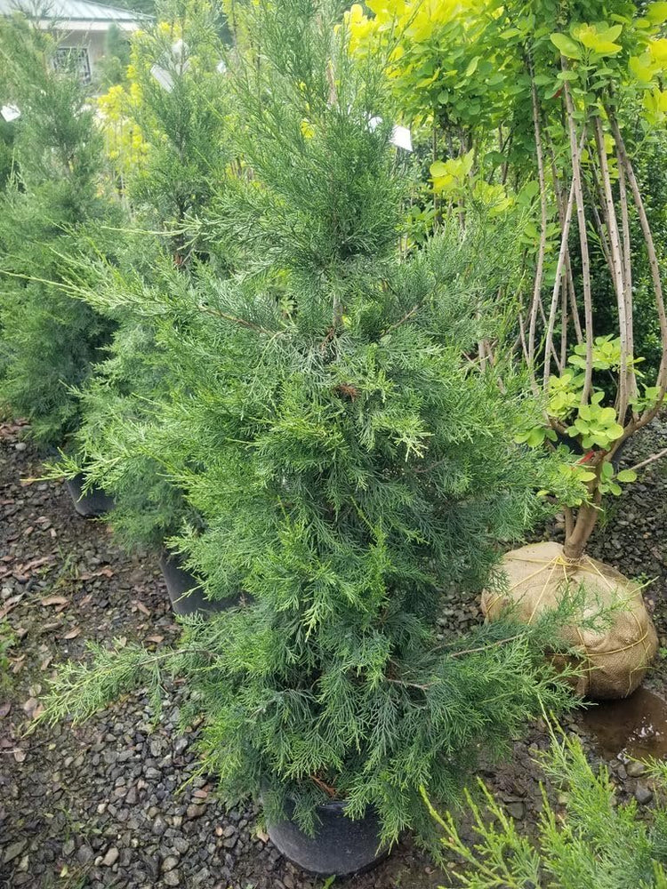 Keteleeri Juniper | Live Quart Size Plants | Stunning Evergreen for Year-Round Beauty, Excellent for Privacy Hedges, Windbreaks, and Ornamental Landscaping, Drought Tolerant