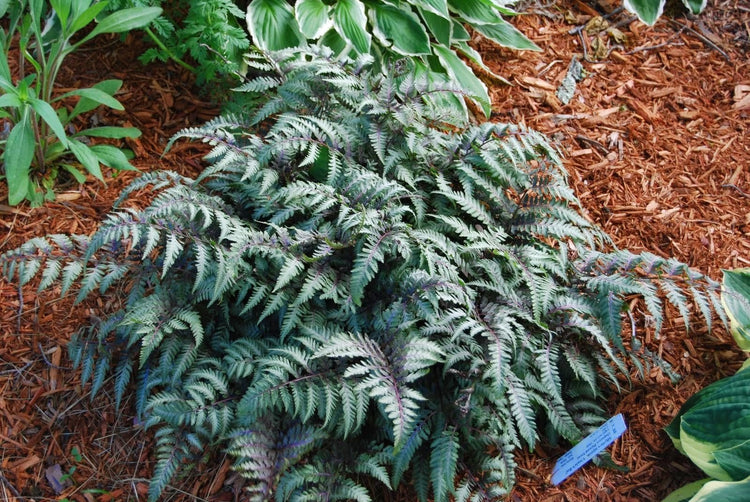 Japanese Painted Fern | Live Plants | Athyrium Niponicum | Shade Garden Essential | Lush Foliage Accent