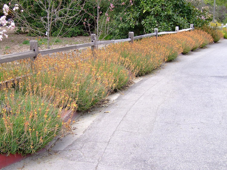 Bulbine Hallmark Orange | Live Gallon Size Plants | Vibrant Orange Blossom Succulent, Live Plant, Easy-Care Perennial for Sunny Gardens, Drought-Tolerant Ground Cover