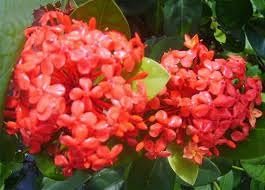 Ixora Maui Red | Extra Large 3 Gallon Plants | Ixora coccinea | Tropical Garden Favorite | Lush Flowering Shrub