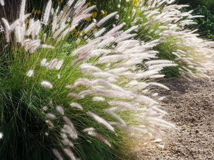 White Fountain Grass | Large Gallon Size Plant | Pennisetum Alopecuroides | Low Maintenance Blooming Ornamental Grass