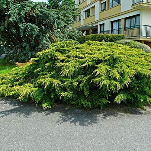 Old Gold Juniper - Live Plants - Juniperus Chinensis - Drought Tolerant Cold Hardy Evergreen Ground Cover