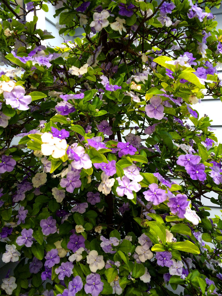 Yesterday Today Tomorrow | Extra Large Gallon Plants | Brunfelsia pauciflora | Fragrant Blooms | Full Sun to Partial Shade