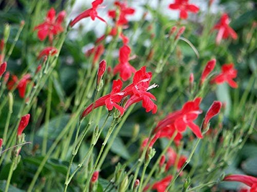 Red Elegant Brazilian Petunia | Ruellia Elegans | Live Plants | Butterfly Hummingbird Attracting Foliage