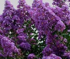 Crape Myrtle Twilight | Extra Large 3 Gallon Plant | Lagerstroemia Indica 'Twilight' | Vibrant Blooms | Drought Tolerant