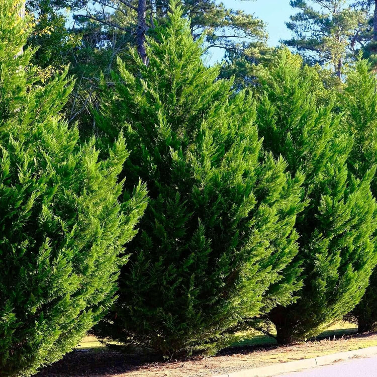 Leyland Cypress | Extra Large 3 Gallon Plants | Cupressus × leylandii