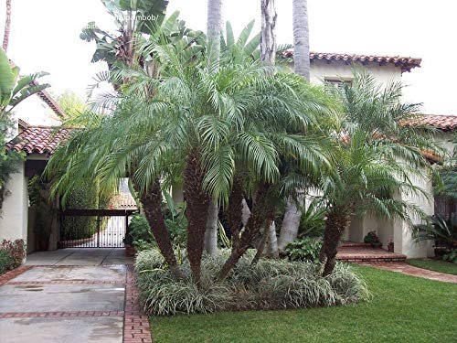 Phoenix Roebelenii - Miniature Pygmy Date Palm - Large Live Tree - Beautiful Patio Plant