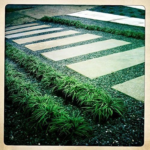 Mondo Grass - Live Plants - Ophiopogon Japonicus - Live Evergreen Groundcover Plants - Shade Loving