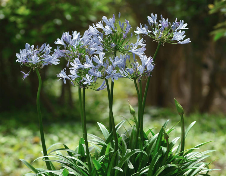 Agapanthus Africanus White | Extra Large Gallon Plants | Vibrant & Hardy Perennial, Lush, Ornamental Plant with Brilliant White Blooms, Ideal for Borders, Containers & Landscape Accents