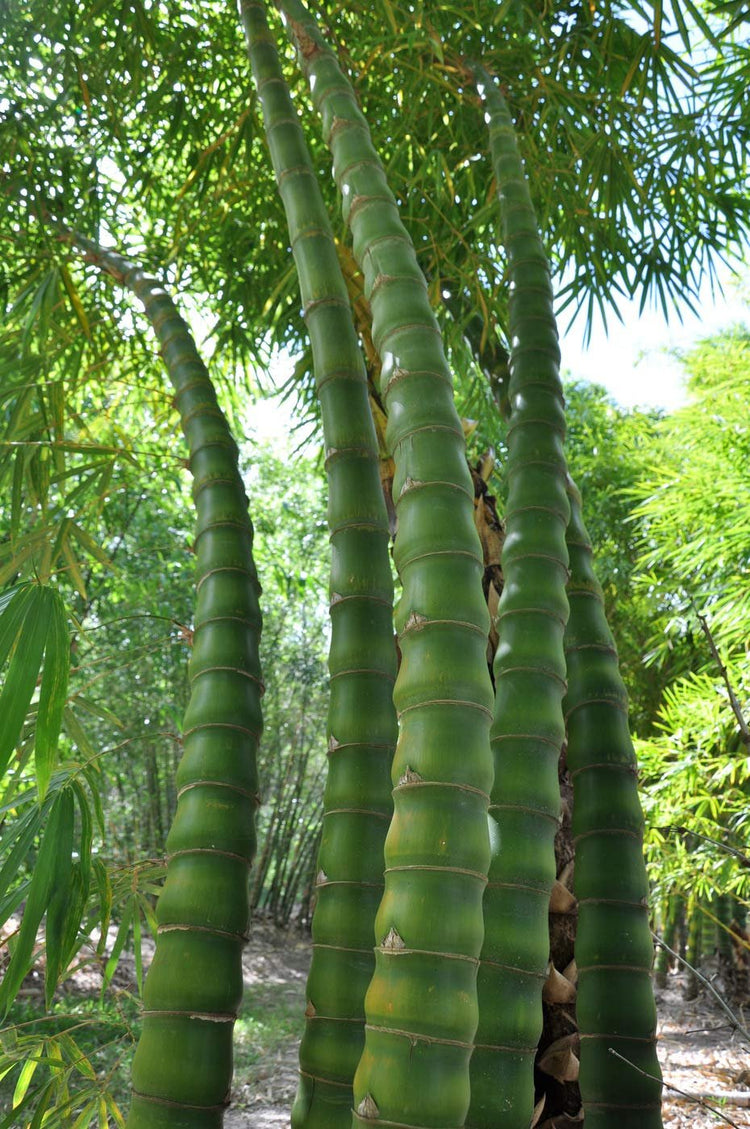 Dwarf Buddha Belly Bamboo | Live Plant | Bambusa Vulgaris Wamin | Beautiful Rare Unique Specimen | Non-Invasive Clumping Bamboo