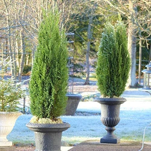 Spartan Juniper | Large Gallon Size Trees | Juniperus Chinensis | Live Evergreen Privacy Screening Plant