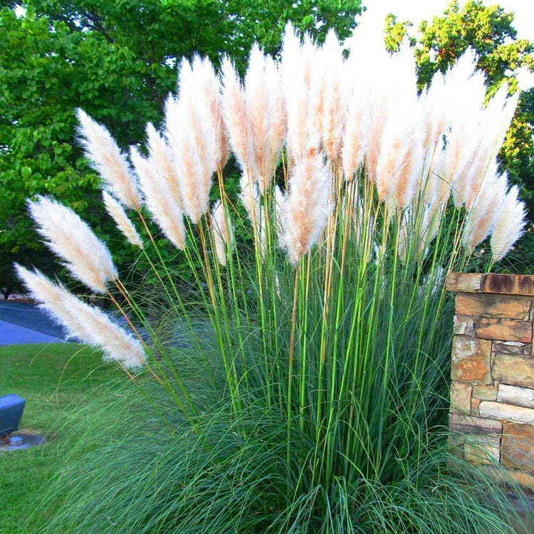 Pampas Grass | Cortaderia Selloana | Live Plants | Flowering Ornamental Foliage