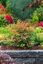 Nandina Domestica | Extra Large Gallon Plant | Heavenly Bamboo | Vibrant Year-Round Color | Low Maintenance