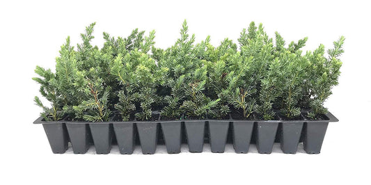 Juniper Blue Pacific - Live Plants - 2" Pot Size - Evergreen Ground Cover 'Shore Juniper'