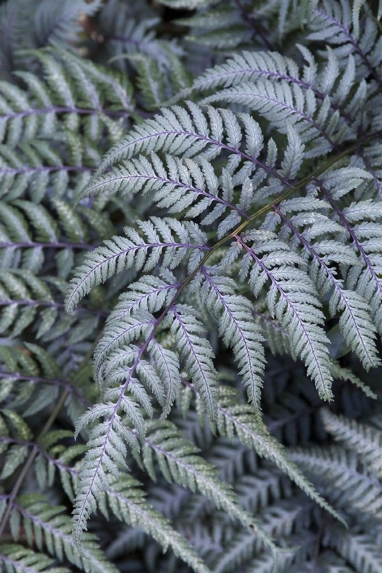 Japanese Painted Fern | Live Plants | Athyrium Niponicum | Shade Garden Essential | Lush Foliage Accent