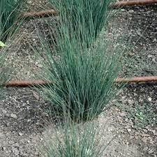 Rush Grass Blue Arrow | Extra Large 3 Gallon Plants | Juncus inflexus | Vibrant Landscape Accent | Hardy Garden Addition