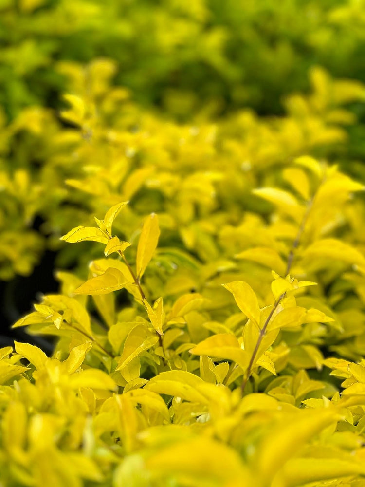 Duranta Gold Mound | Extra Large 3 Gallon Plants | Duranta Erecta 'Gold Mound' | Vibrant Foliage | Landscape Accent