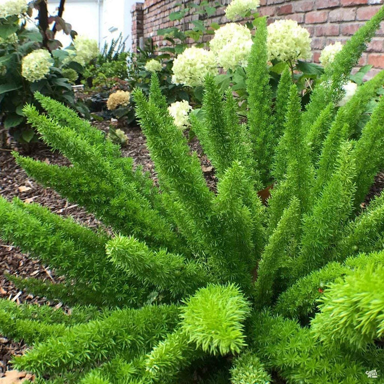 Foxtail Fern Myers | Live Plants | Asparagus Densiflorus Myersii | Unique Tropical Landscape Groundcover