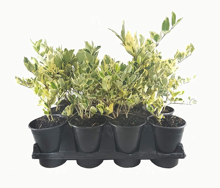 Ligustrum Japonicum Jack Frost Privet - Live Quart Size Plants - Variegated Evergreen Formal Hedge