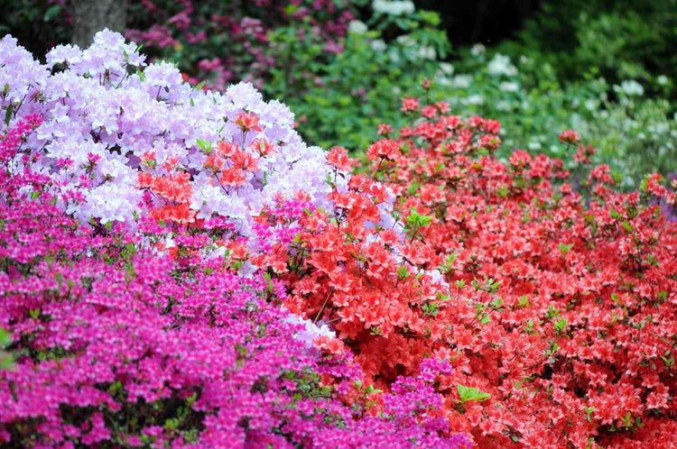 Red Formosa Azalea | Live Plants | Rhododendron Formosa Seedlings | Vibrant Spring Blooms | Ideal for Landscaping & Garden | Hardy & Easy to Grow | Perfect for Outdoor Planting