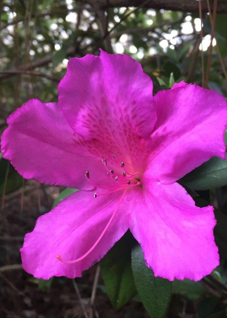 Purple Formosa Azalea | Live Plants | Rhododendron Formosum | Lush Flowering Shrub | Hardy Garden Landscape Accent | Vibrant Spring Blooms