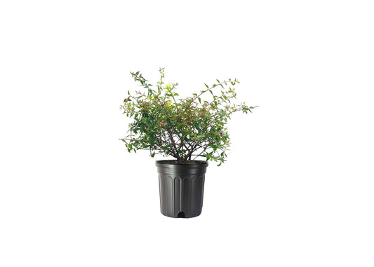 Abelia Grandiflora Edward Goucher | Large Gallon Size Plants | Flowering Butterfly Attracting Shrub