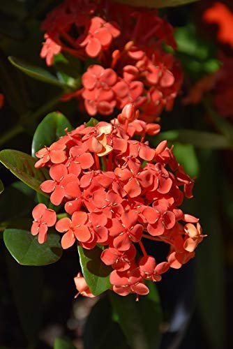 Ixora Maui Red I Large Gallon Size Plants I Rubiaceae Ixora Coccinea | Live Lush Red Cluster Blooms, Heat and Drought Tolerant, Ideal for Tropical and Subtropical Gardens