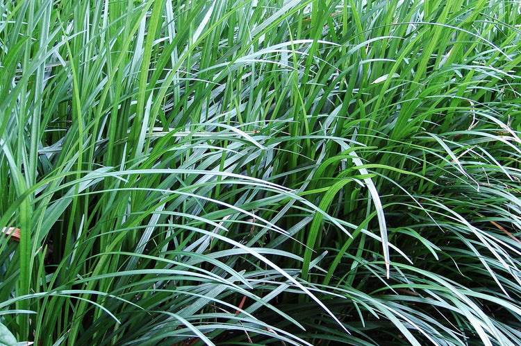 Mondo Grass - Live Plants - Ophiopogon Japonicus - Live Evergreen Groundcover Plants - Shade Loving