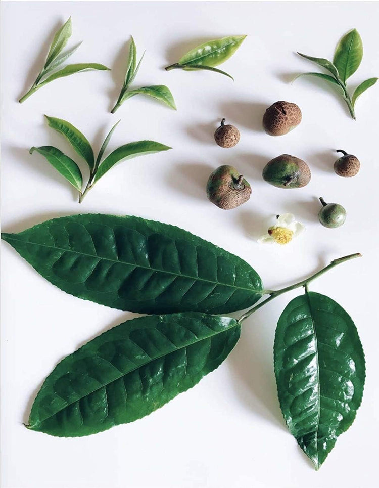 Tea Plant | Camellia Sinensis | Large Live Gallon Size Plants | Grow and Brew Your Own Black White Green and Oolong Tea