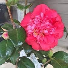 Camellia Japonica Laura Walker I Extra Large Gallon Plants I Red & White Variegated Leaf Deep Red & White Striped Blooms, Live Plant for Home & Garden