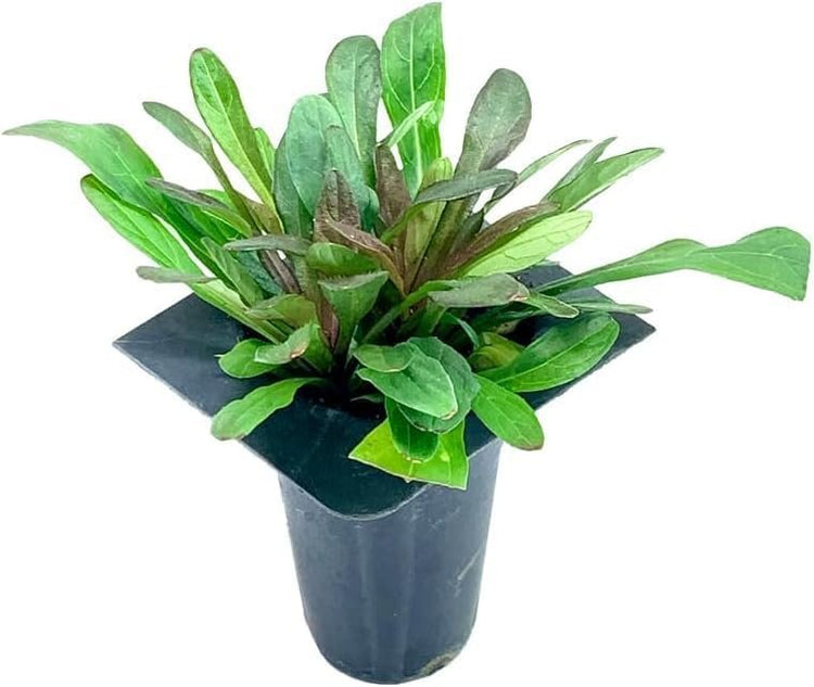 Ajuga Reptans Chocolate Chip I Live Plants | Dense Ground Cover Plant with Miniature Dark Foliage, Perfect for Gardens, Borders, & Shaded Areas (3 Plants)