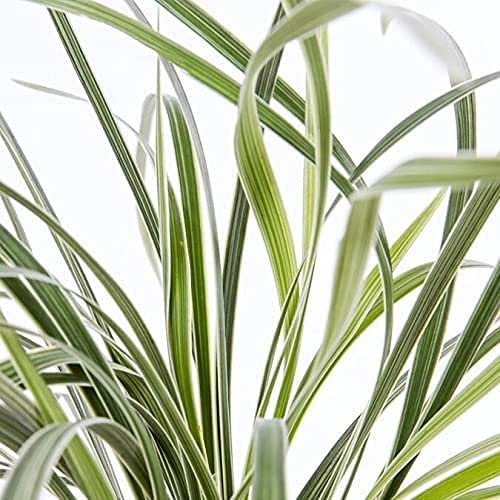 Aztec Grass - Live Quart Size Plants - Variegated Liriope - Ophiopogon Intermedius Argenteomarginatus