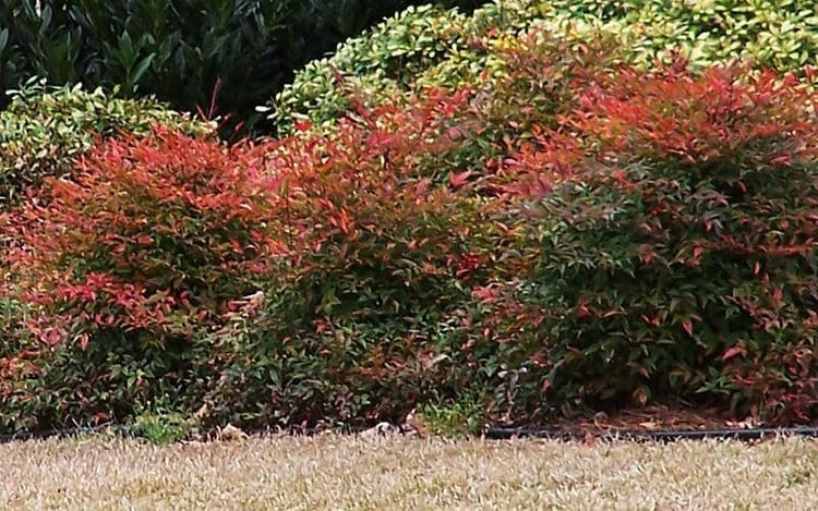 Nandina Gulfstream | Extra Large 3 Gallon Plants | Nandina Domestica 'Gulfstream' | Year-Round Colorful Foliage | Garden Accent