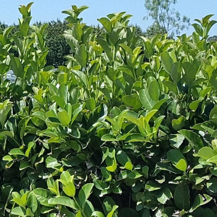 Viburnum Odoratissimum | Extra Large 3 Gallon Plants | Sweet Viburnum | Fast-Growing Privacy Hedge | Fragrant Flowers