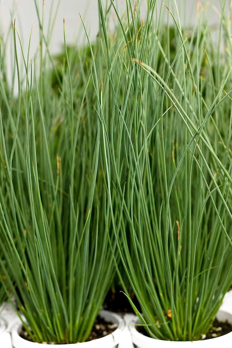 Blue Arrows Rush Grass | Live Gallon Size Plants | Juncus Inflexus | Drought Tolerant Low Maintenance Ornamental