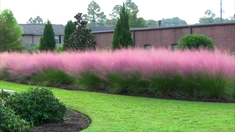 Pink Muhly Grass | 1 Large Live Plant | Muhlenbergia Capillaris | Hairawn Muhly | Blooming Ornamental Foliage