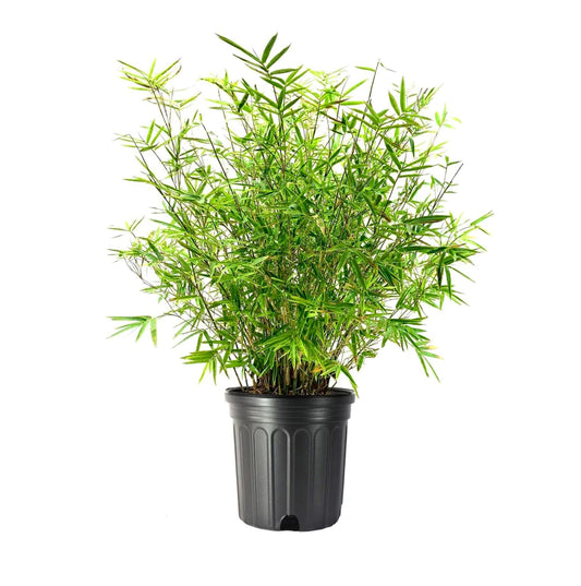 Golden Goddess Hedge Bamboo Plant | Extra Large Gallon Plant | Bambusa Multiplex | Live Non-invasive Clumping Screening