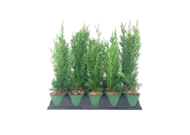 Italian Cypress Tree | Live 4 Inch Pots | Cupressus Sempervirens | Formal Elegant Mediterranean Style Plants