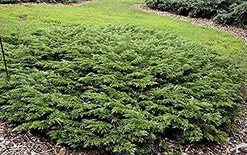 Juniper Monna Sierra Spreader | Live Inch Pots | Juniperus Chinensis | Drought Tolerant Cold Hardy Evergreen Groundcover Plants