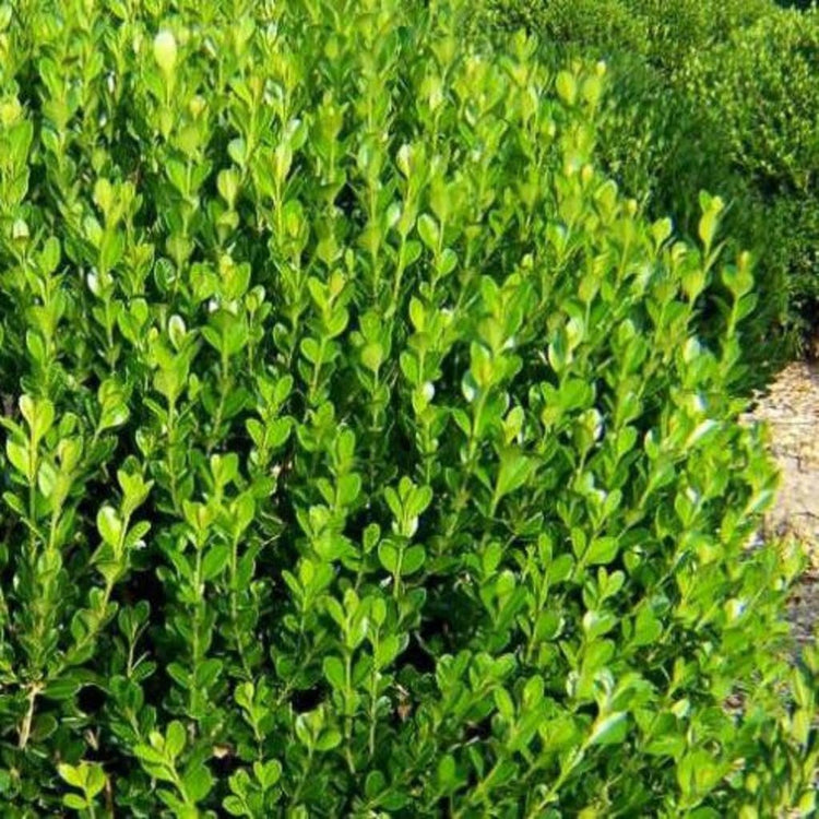 Wintergreen Boxwood | Live Quart Size Plants | Dense Evergreen Foliage, Cold-Hardy & Ideal for Year-Round Landscaping, Elegant Border & Hedge Plant, Live Shrub