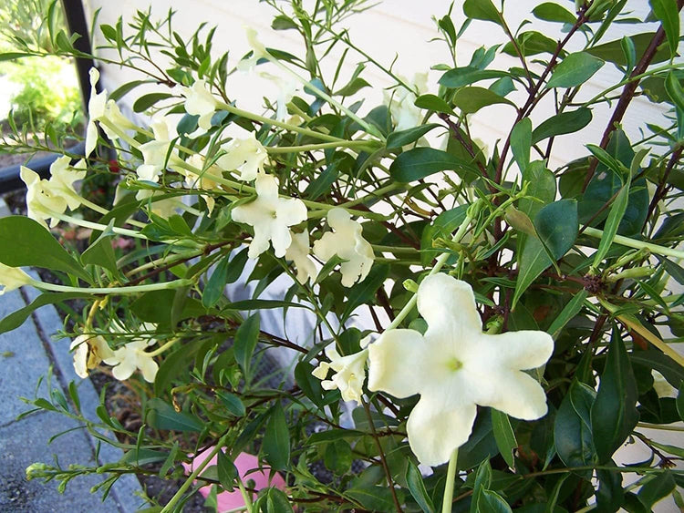 Lady of The Night | Live Plants | Brunfelsia Americana Nitida | Fragrant Tropical Bloomer | Perfect for Evening Gardens