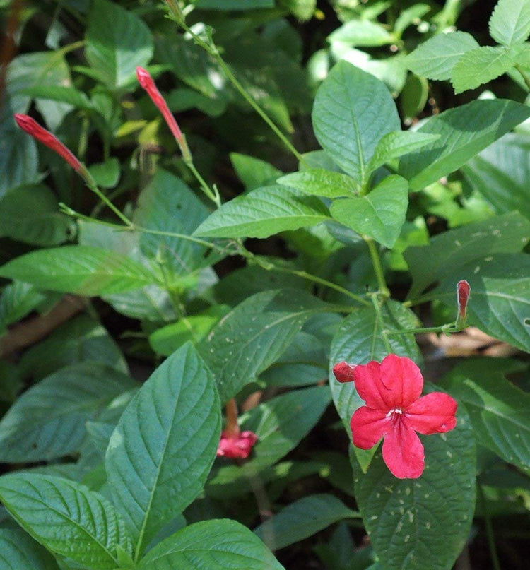 Red Elegant Brazilian Petunia | Ruellia Elegans | Live Plants | Butterfly Hummingbird Attracting Foliage