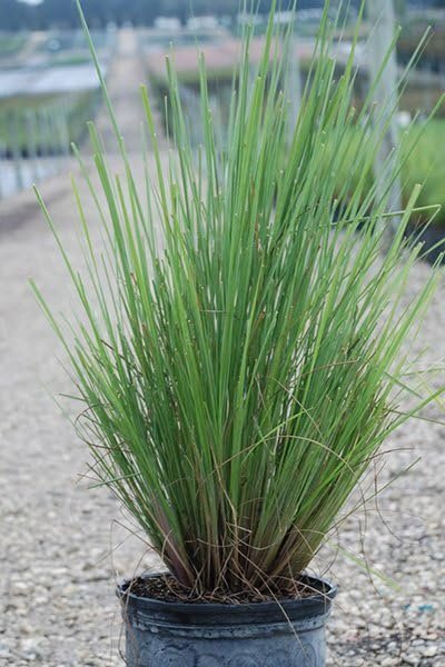 Dwarf Fakahatchee Grass I Large Gallon Size Plant I Tripsacum Floridanum I Live Premium Quality, Low-Maintenance Ornamental Grass for Landscaping, Gardens, and Containers - Fast-Growing