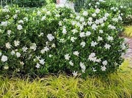 Gardenia Veitchii | Extra Large Gallon Plant | Gardenia jasminoides 'Veitchii' | Fragrant Blooms | Lush Foliage