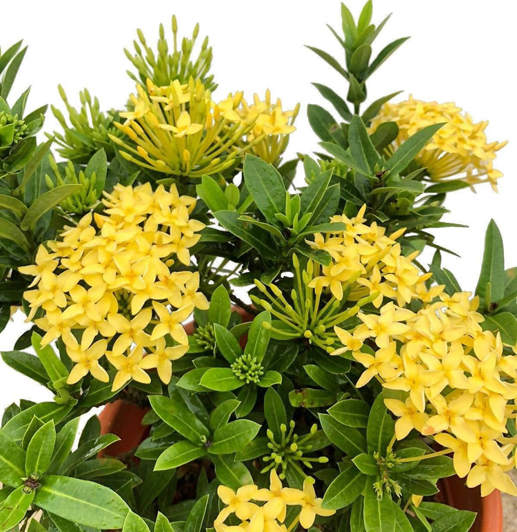 Ixora Maui Yellow | Live Plants | Beautiful Vibrant Blooming Butterfly Attracting Shrub | Coccinea Flame of The Woods Jungle Flame