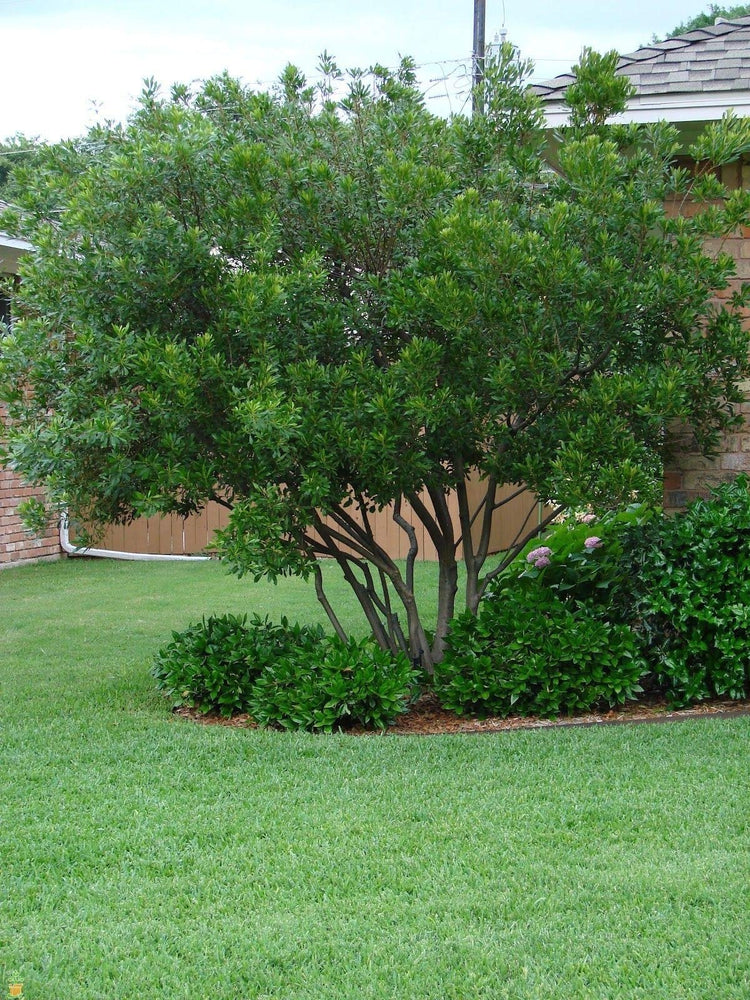 Wax Myrtle - 60 Live Plants - Myrica Cerifera Bayberry - Aromatic Evergreen Screening Hedge